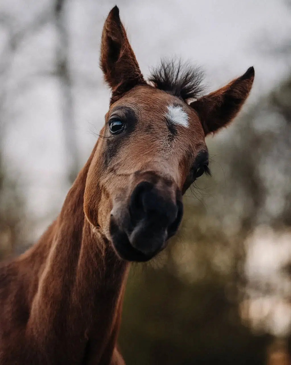 Mit dieser Zuckerschnute wünsch ich euch noch einen schönen Abend ♡

_____________________________________
#susannebrunnmeierfotografie #fohlen #sportpferde #warmblüter #nachwuchs #pferdefamilie #pferdefotografiebayern #pferdefotografie #fotoshootingpferd #pferdeportrait