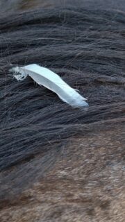 Seit Tagen suche ich nach den richtigen Worten und finde sie nicht. Versuche das Video für diesen Post zu kürzen, kann es aber nicht.
Samstag vor einer Woche mussten wir unser Flöhchen gehen lassen. Unsere Hexe, Daddys little girl, Seelenverwandte unserer Tochter. Unsere wunderschöne Flo ❤️

🪶 24.08.2024 #flieghexeflieg #dufehlst