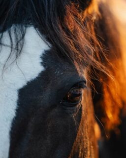 soul full of sunshine ♡

_______________________________________________
 #dufehlst #somuchlove #soulhorse #zauberlicht #susannebrunnmeierfotografie