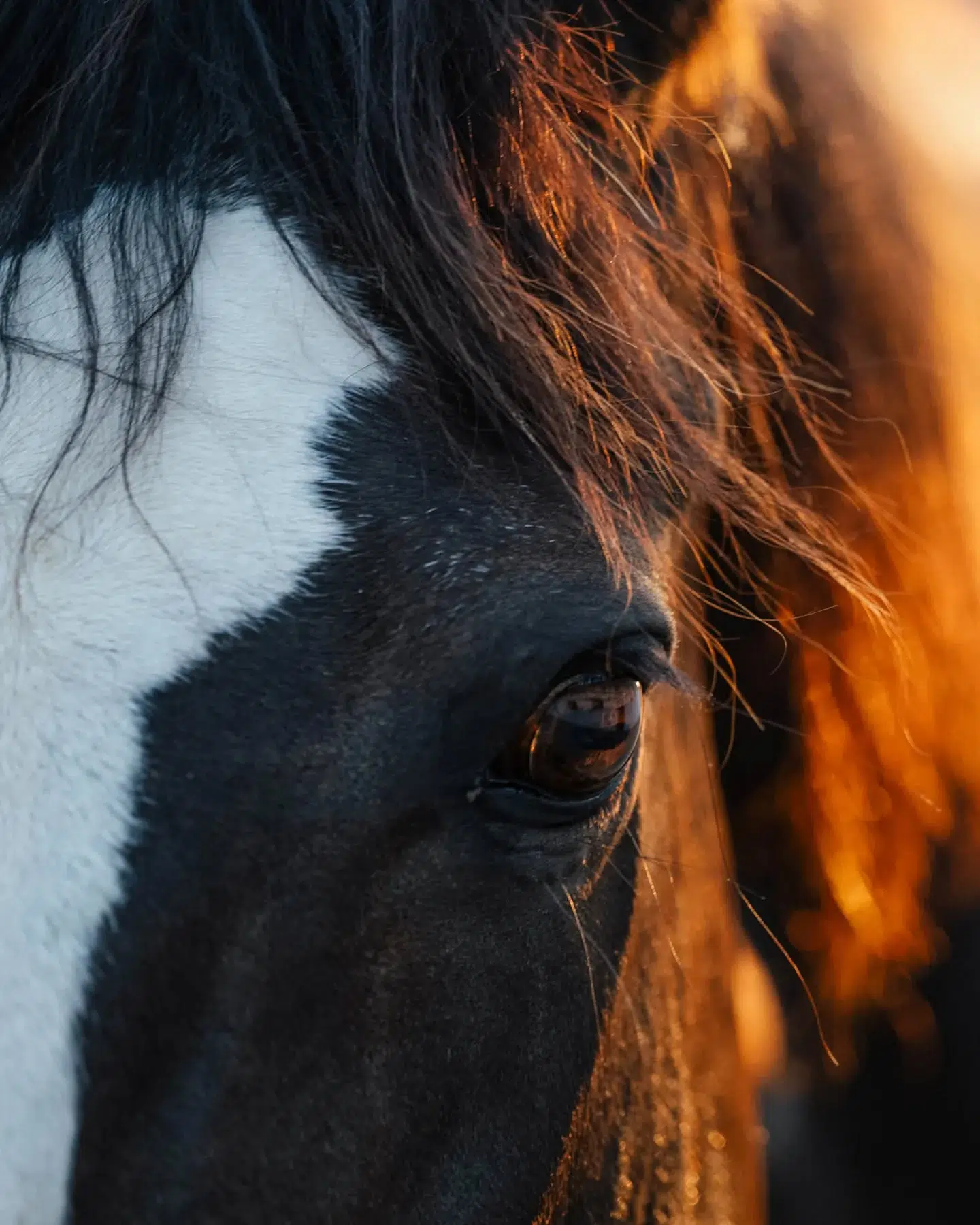 soul full of sunshine ♡

_______________________________________________
 #dufehlst #somuchlove #soulhorse #zauberlicht #susannebrunnmeierfotografie