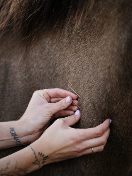 Akupunktur Pferd Fotoshooting