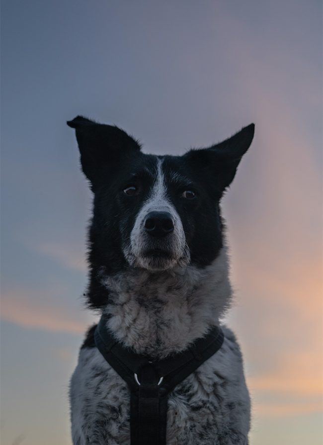 Mein eigener Hund bei einem Fotoshooting zur blauen Stunde