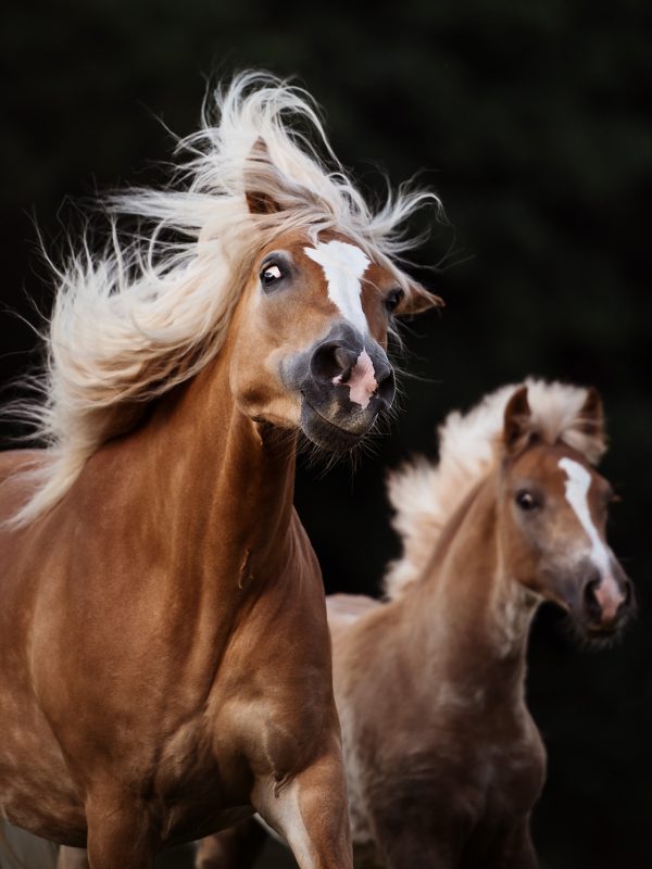 Pferdefotoshooting Gangkofen Bayern